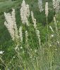 Melica ciliata - Wimper-Perlgras