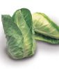 Spitzkohl (frh) "Cape Horn F1" - Brassica oleracea var. capitata alba