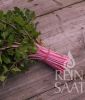 Stangensellerie "Chinese Pink Celery" - Apium graveolens var. dulce (Bio-Samen)