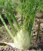 Knollenfenchel "Fenno" - Foeniculum vulgare