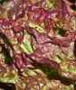 Kopfsalat "Roxy" - Lactuca sativa var. capitata