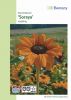 Helianthus annuus "Soraya" - Sonnenblume