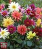 Dahlia variabilis "Starlight Mischung" - Dahlie