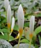Crocus ochroleucus - Elfenbein-Herbstkrokus