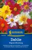 Dahlia x hortensis "Mignon Mischung" - Dahlie