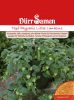 Andenbeere "Little Lanterns" - Physalis peruviana edulis
