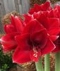Hippeastrum - Amaryllis "Amorita Danu Peru" (Zimmerpflanze)