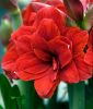 Hippeastrum - Amaryllis "Velvet Nymph" (Zimmerpflanze)