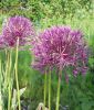 Allium "Purple Rain" - Zierlauch