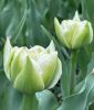 Geflltblhende frhe Tulpe Northcap