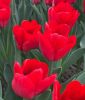 Triumph-Tulpe Ile de France