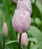 Triumph-Tulpe Silver Cloud