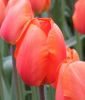 Darwin-Hybrid-Tulpe Lighting Sun