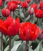 Geflltblhende spte Tulpe Red Princess