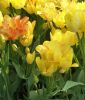 Mehrbltige Tulpe Sunshine Club