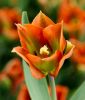 Tulipa viridiflora Artist
