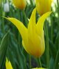 Lilienbltige Tulpe La Perla