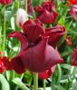 Coronet-Tulpe Red Dress