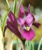 Iris reticulata „Scent Sational" - Netzblatt-Iris