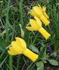 Narcissus cyclamineus "Rapture" - Alpenveilchen-Narzisse
