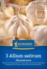 Winterpflanzknoblauch "Messidrome" - Allium sativum