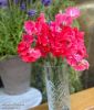 Lathyrus odoratus "Geranium Pink" - Gartenwicke