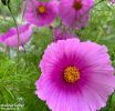 Cosmos bipinnatus "Fondant Fancy" - Schmuckk�rbchen