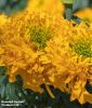 Tagetes erecta "Glow Up Gold" - Studentenblume