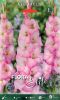 Edel-Gladiole "Priss"