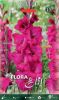 Edel-Gladiole "Natan"