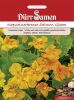 Tropaeolum majus "Salmon Gleam" - Kapuzinerkresse