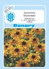 Rudbeckia hirta "Marmelade" - Sonnenhut
