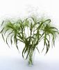 Panicum virgatum "Fontaine" - Zier-Rutenhirse