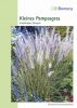 Pennisetum setaceum - Federborstengras, Kleines Pampasgras