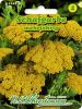 Achillea filipendula - Gold-Schafgarbe