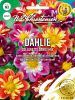 Dahlia pinnata "Collarette Dandy Mix" - Halskrausendahlie