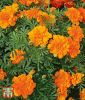 Tagetes patula "Durango F1 Tangerine" - Studentenblume