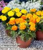 Tagetes triploid "Endurance F1 Mix" - Studentenblume