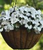Impatiens walleriana "Beacon� F1 White" - Flei�iges Lieschen