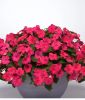 Impatiens walleriana "Beacon� F1 Rose" - Flei�iges Lieschen