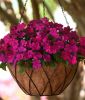 Impatiens walleriana "Beacon� F1 Violet Shades" - Flei�iges Lieschen