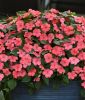 Impatiens walleriana "Beacon� F1 Coral" - Flei�iges Lieschen