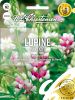 Lupinus elegans "Pink Fairy" - Sommerlupine