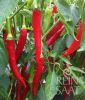 Peperoni "Taeyang mild" - Capsicum annuum (Bio-Samen)