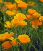 Eschscholzia californica "Wildform" - Goldmohn, Kalifornischer Mohn