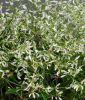 Euphorbia graminaea "Glitz F1" - Wolfsmilch, Bienen-Schleierkraut