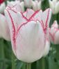 Triumph-Tulpe Beautytrend