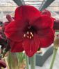 Hippeastrum - Amaryllis "Mandela Peru" (Zimmerpflanze)
