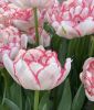 Gef�lltbl�hende sp�te Tulpe Wild Romance