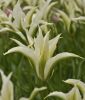 Lilienbl�tige Tulpe Greenstar